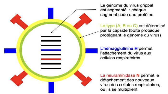 Effets post-Covid : Sommes-nous devenus plus vulnérables face à la grippe ? [INTÉGRAL]