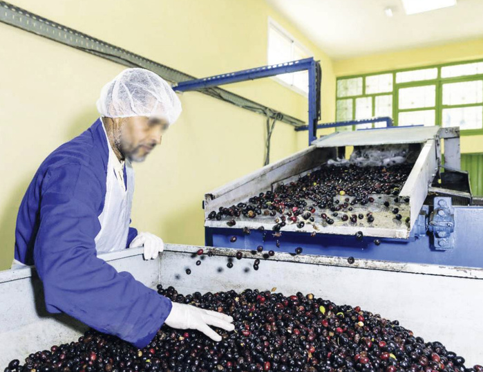 Filière oléicole : Tensions au secteur, malgré les records de production !