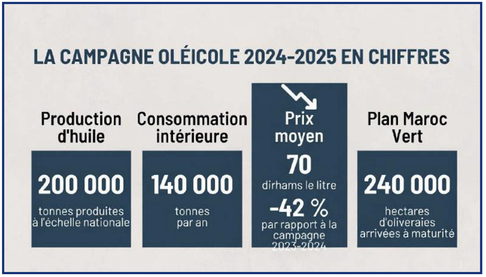 Filière oléicole : Tensions au secteur, malgré les records de production ! [INTÉGRAL]