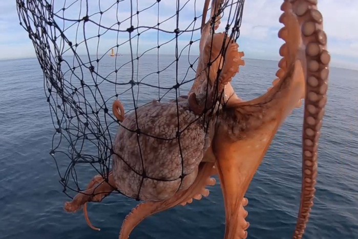 Pêche au poulpe: Lancement de la campagne hivernale Pêche au poulpe: Lancement de la campagne hivernale