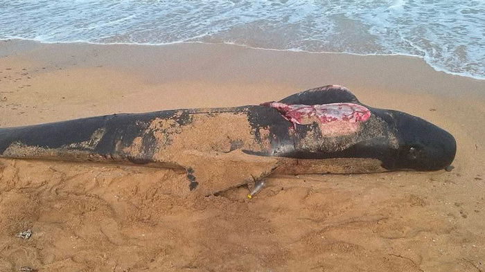 Une créature marine géante s’échoue à El Jadida, plage bouclée Une créature marine géante s’échoue à El Jadida, plage bouclée