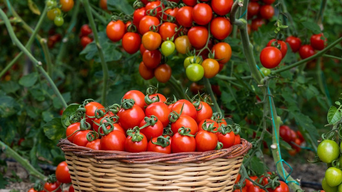 Tomate : l’Espagne dépasse le Maroc en volume mais reste distancée en rendement Tomate : l’Espagne dépasse le Maroc en volume mais reste distancée en rendement