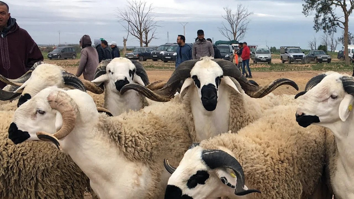 Reconstitution du cheptel : identification achevée et 5,2 MMDH versés aux éleveurs au titre de la 1ère tranche Reconstitution du cheptel : identification achevée et 5,2 MMDH versés aux éleveurs au titre de la 1ère tranche