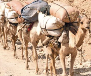 Rétro-verso : Quand nos ancêtres affrontaient les intempéries sur les routes commerciales Rétro-verso : Quand nos ancêtres affrontaient les intempéries sur les routes commerciales