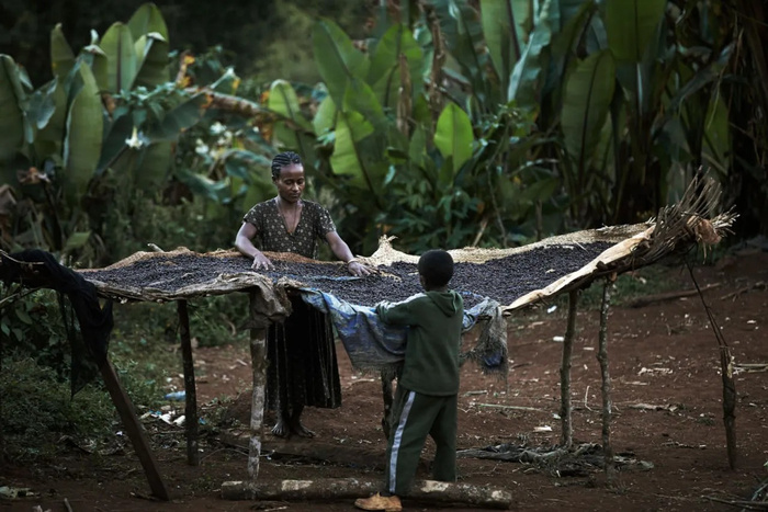 Une femme nettoie des grains de café à l'extérieur de sa maison dans un village traditionnel à l'extérieur de Bonga, en Éthiopie. / Getty