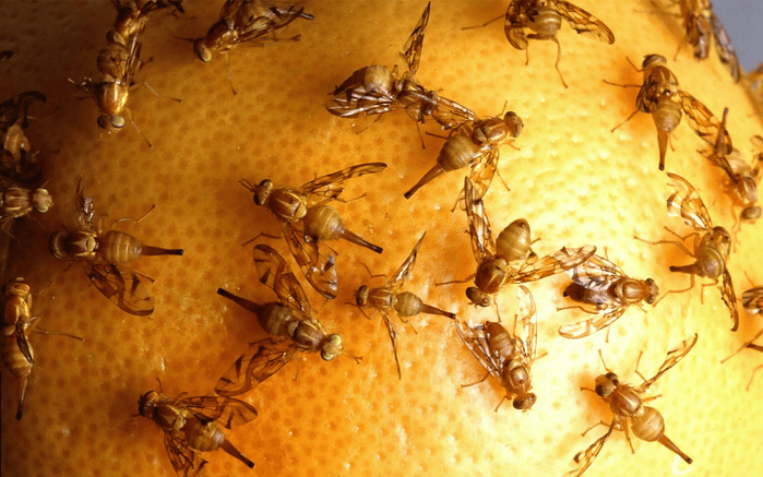 Invasions biologiques : une facture silencieuse de plusieurs milliards pour l’économie marocaine Invasions biologiques : une facture silencieuse de plusieurs milliards pour l’économie marocaine