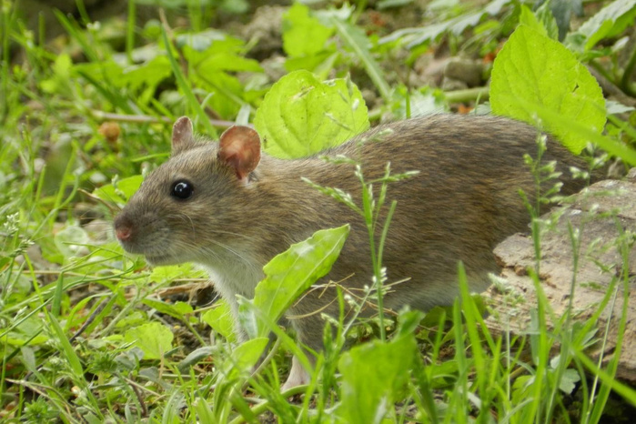 Invasions biologiques : une facture silencieuse de plusieurs milliards pour l’économie marocaine Invasions biologiques : une facture silencieuse de plusieurs milliards pour l’économie marocaine