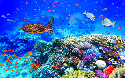 600 espèces animales et 1700 espèces végétales menacées d’extinction au Maroc 600 espèces animales et 1700 espèces végétales menacées d’extinction au Maroc