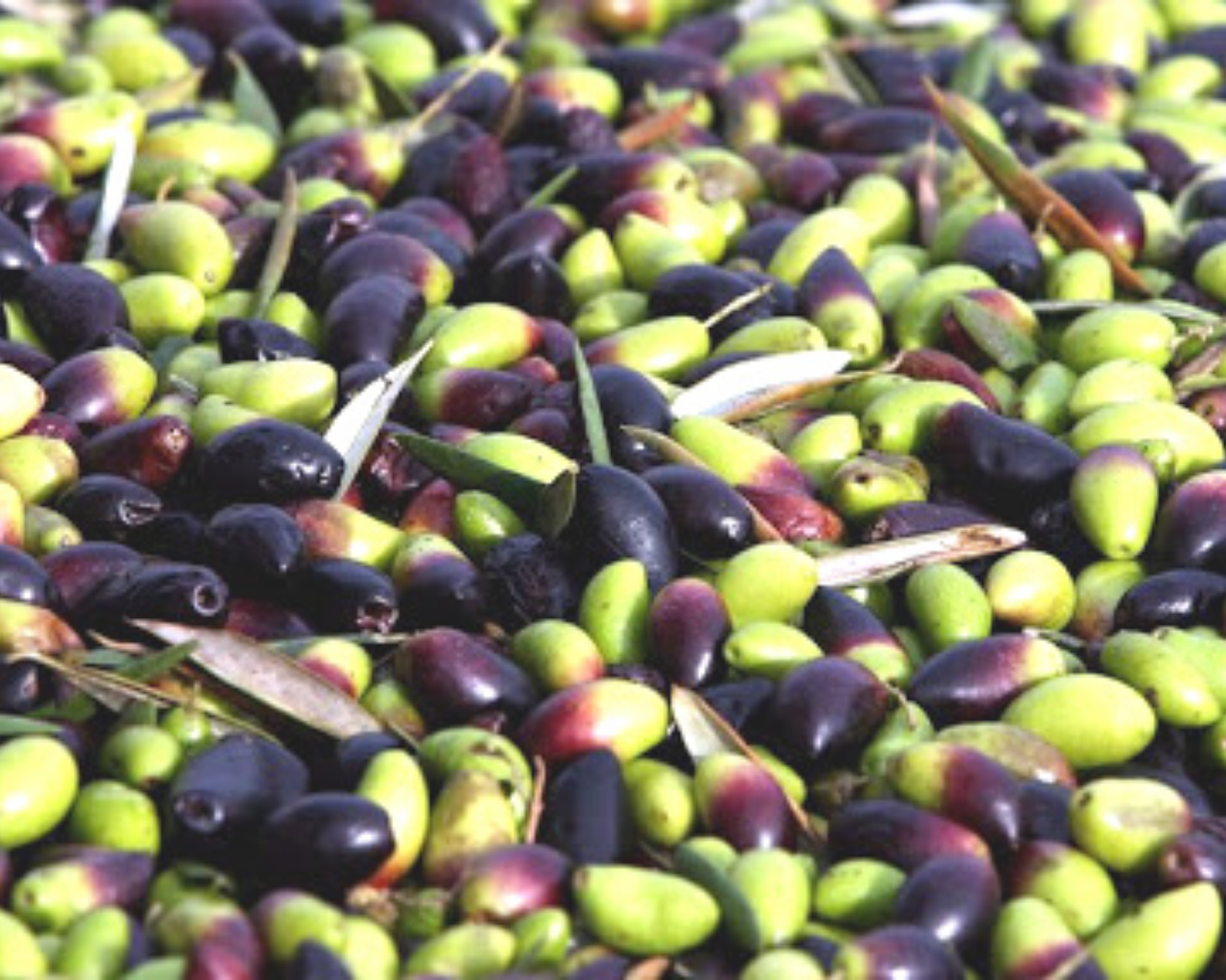 Top Ten des meilleures huiles d’olive « Extra-Vierge » du Maroc