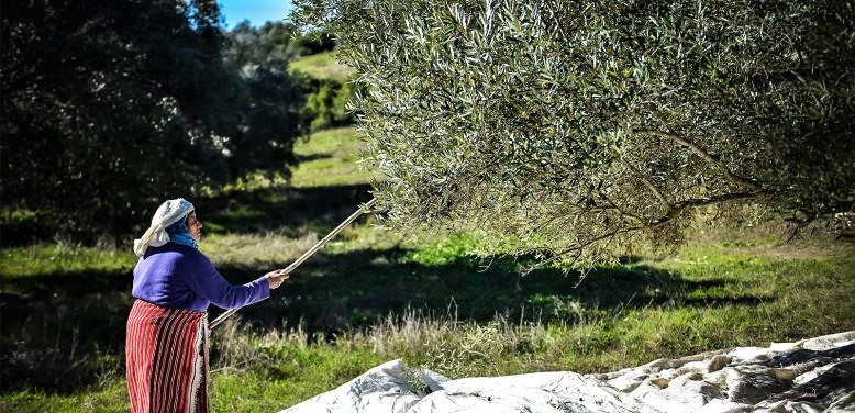 Le secteur de l'huile d'olive immunisé contre le coronavirus Le secteur de l'huile d'olive immunisé contre le coronavirus