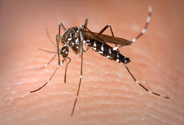 Le coronavirus se transmet-il par les moustiques?