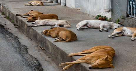 Chiens errants en temps de confinement : Une vraie vie de chien !