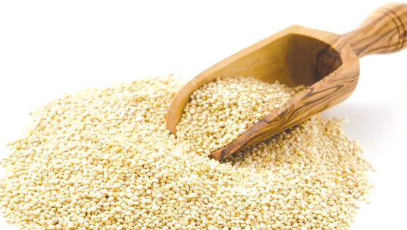 Rehamna : la culture alternative du quinoa