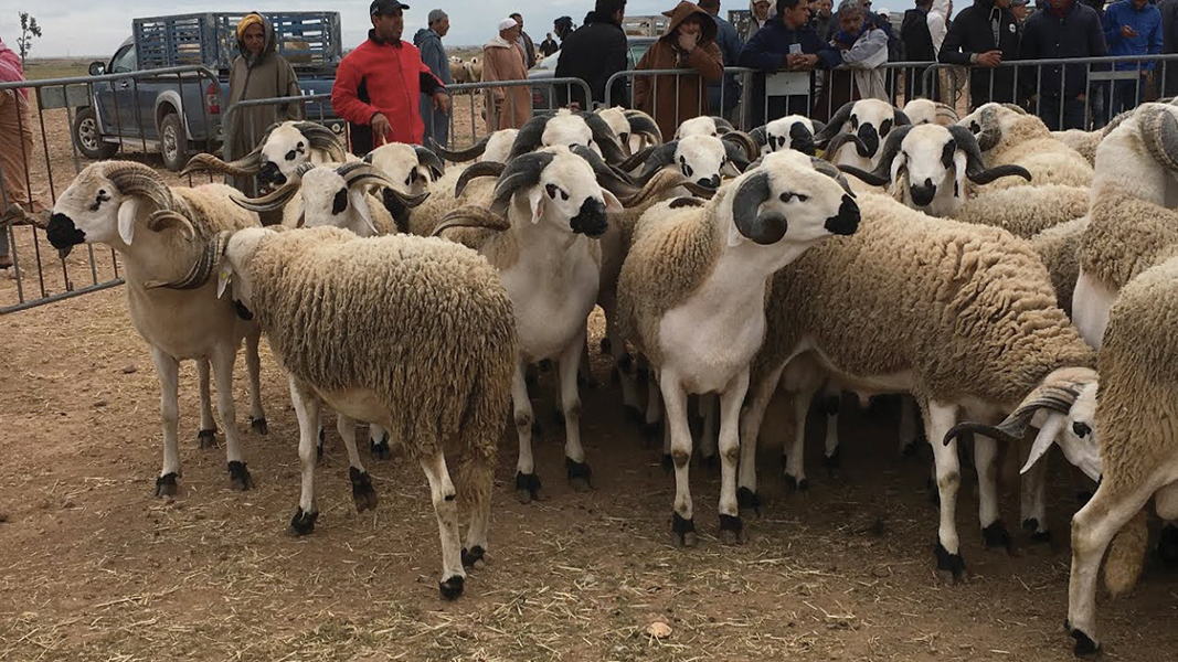 Aïd Al-Adha : Le premier marché pilote à bétail lancé à Azrou