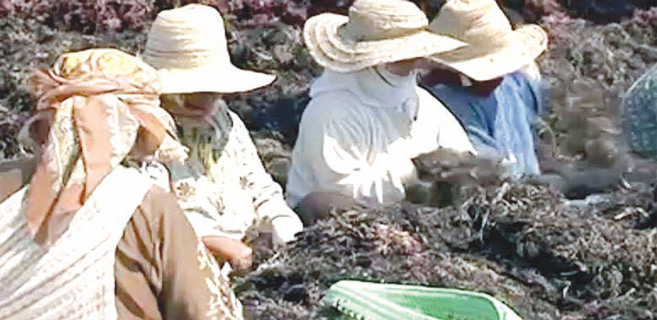 Doukkala : Agression des contrôleurs du ramassage d’algues marines