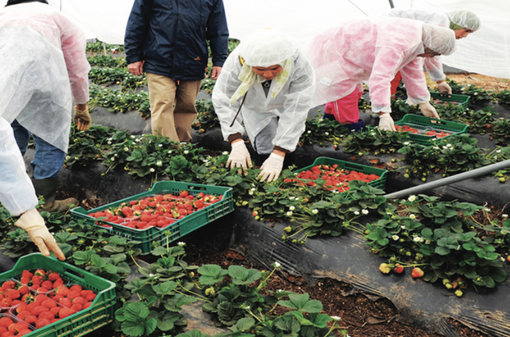 Cluster du Gharb: hôpital de campagne dédié aux contaminés  Cluster du Gharb: hôpital de campagne dédié aux contaminés