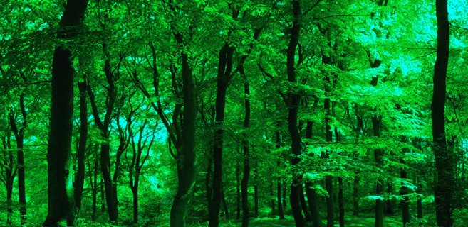 Changements climatiques : la Nature est la solution Changements climatiques : la Nature est la solution