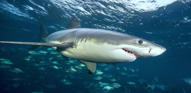 Faut-il avoir peur des requins au Maroc ?