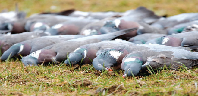 Doukkala / Chasse aux pigeons : Le respect du quota souvent bafoué !