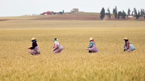 EL Hajeb : La production céréalière enregistre une baisse de 50%