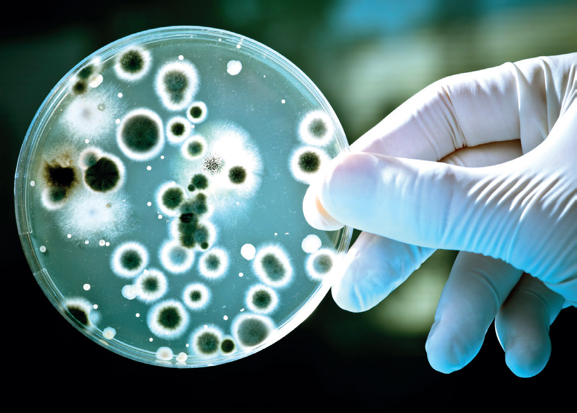 Les dangers démultipliés de l’antibiorésistance en période de Covid 
