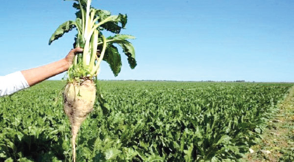 Loukkos : Production sucrière record Loukkos : Production sucrière record