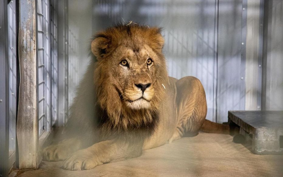 Volcan, un lion de l’Atlas qui s’installe au parc zoologique de Paris Volcan, un lion de l’Atlas qui s’installe au parc zoologique de Paris