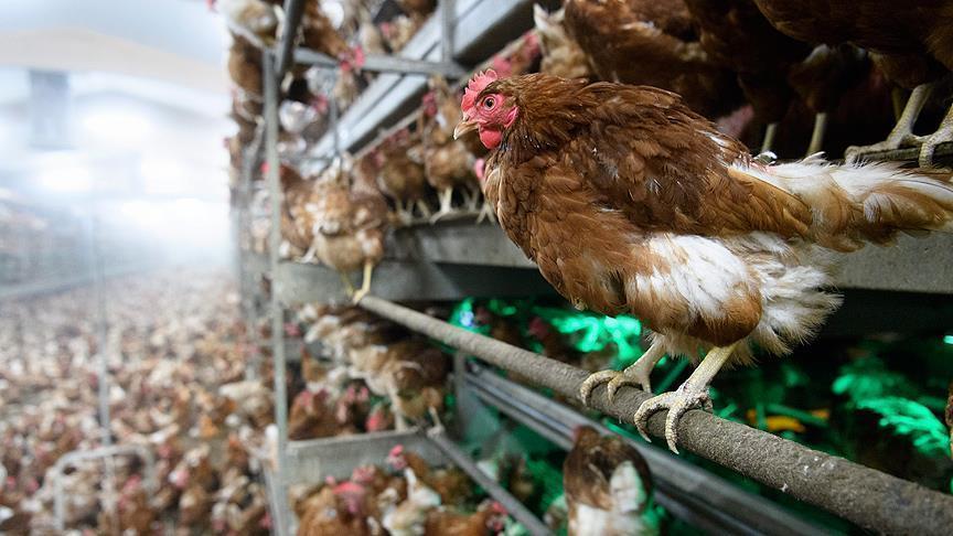​France/grippe aviaire: Pas de risque de transmission à l'homme