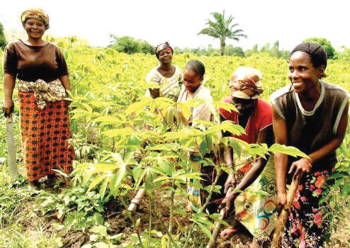 Campagne agricole en Afrique de l’Ouest : De meilleures récoltes après les fortes précipitations