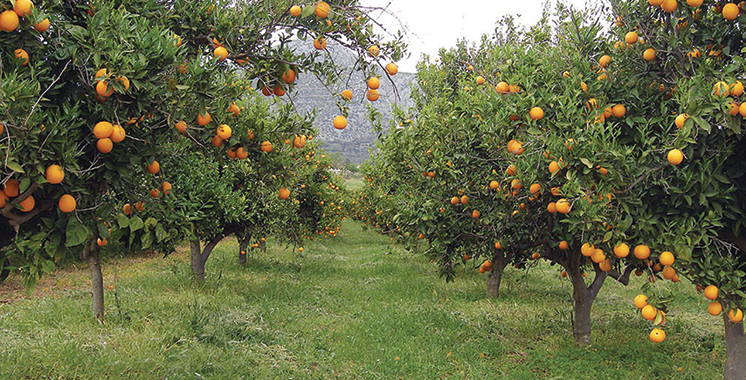 ​Rabat-Salé-Kénitra : Une production prévisionnelle de 600.000 tonnes en agrumes