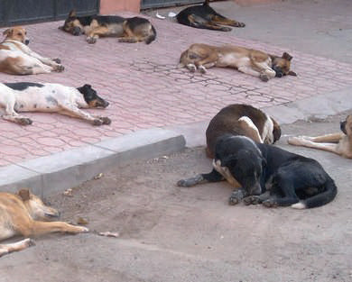 Parvovirus canin au Maroc : L’autre pandémie qui menace la vie du meilleur ami de l’Homme