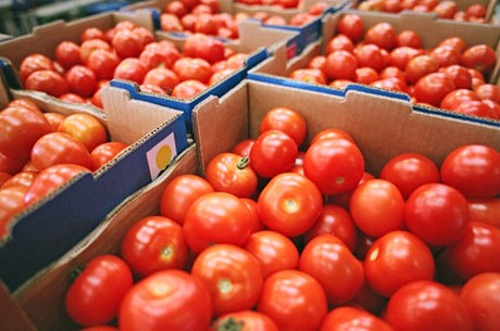 Guerre commerciale : La tomate marocaine attaquée sur le marché espagnol