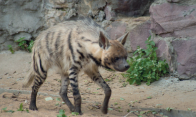 Thema : Hyène du Maroc