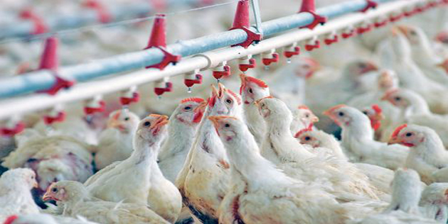 Le poulet de chair consommé en Algérie, bourré de résidus d'antibiotiques