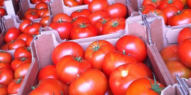 Le Maroc troisième fournisseur de tomates pour le Royaume-Uni