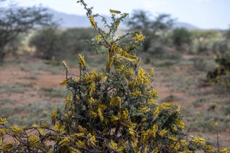 Kenya, photo FAO