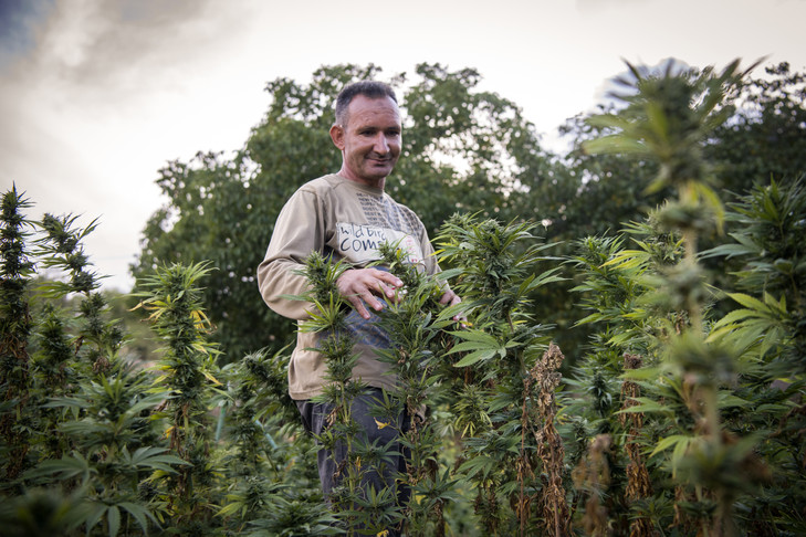 Cannabis : Vers une amnistie des agriculteurs poursuivis par la Justice