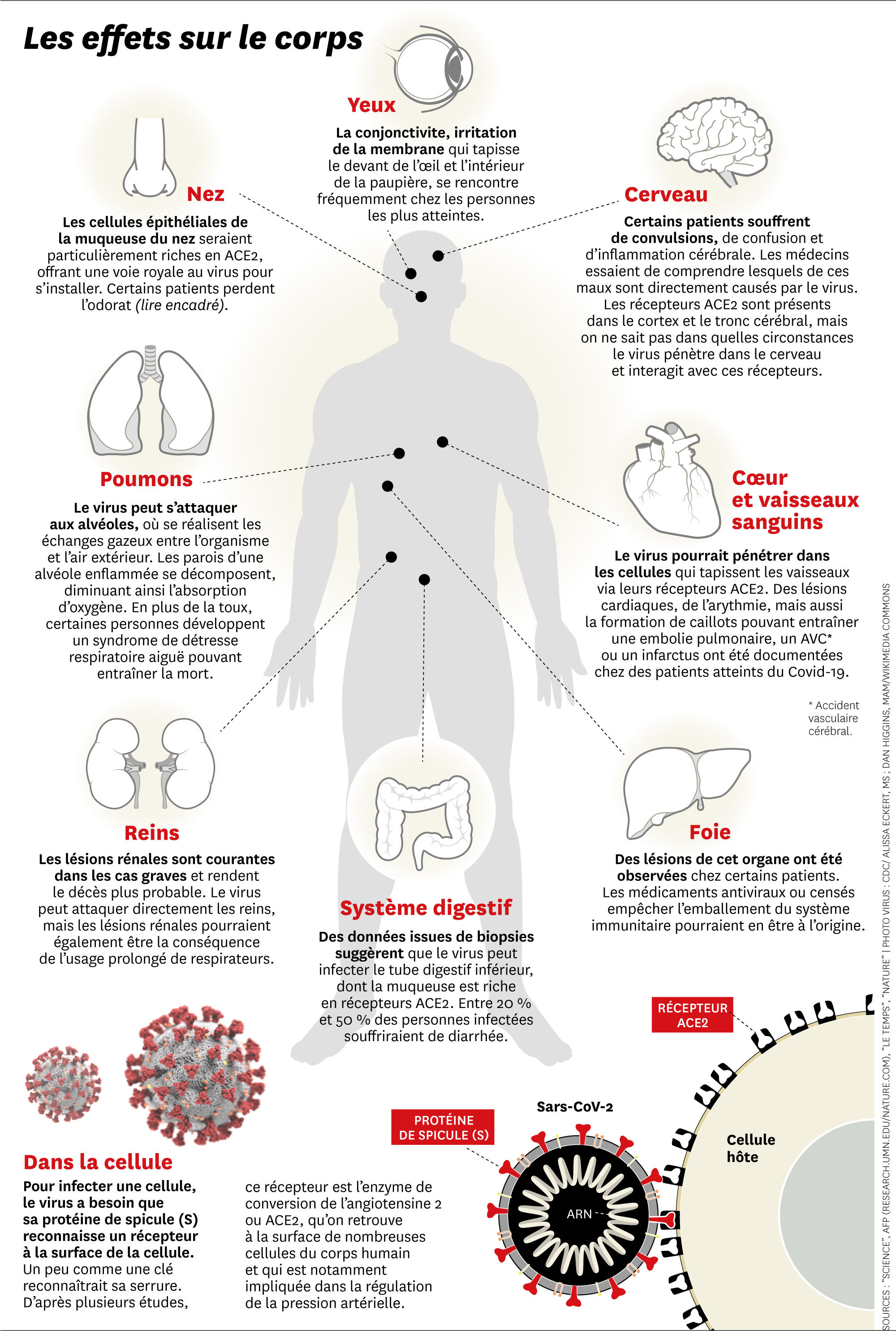 Covid long : lorsque le coronavirus devient maladie chronique