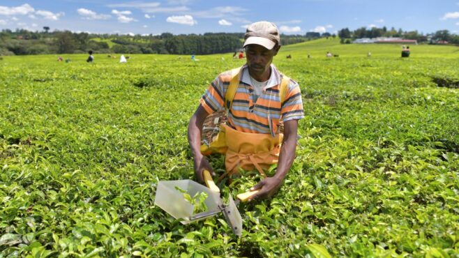 Convention des Nations Unies sur la lutte contre la Désertification en Afrique : le Continent mère peut nourrir la planète