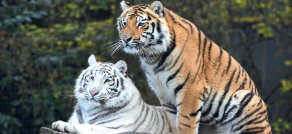 Rabat: Deux tigres s’invitent au Jardin Zoologique de Rabat