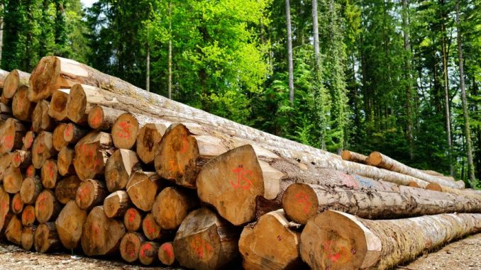 Filière du bois : Un secteur à fort potentiel, mal exploité au Maroc