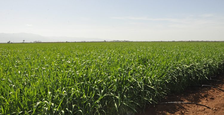 Béni Mellal-Khénifra : 10.128 Ha pour les cultures maraîchères