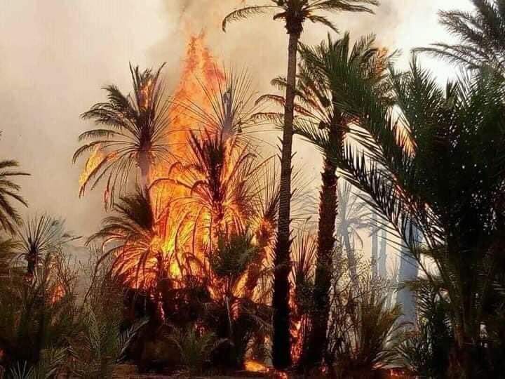 Zagoura : Un incendie dévore les oasis de la région