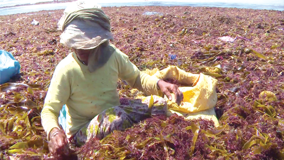 El Jadida : Algues marines, un secteur en malaise !