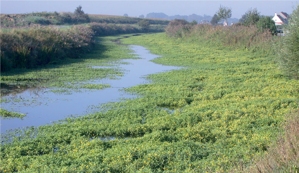 Espèces exotiques envahissantes : Une menace socioéconomique croissante et silencieuse Espèces exotiques envahissantes : Une menace socioéconomique croissante et silencieuse