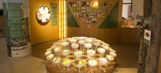 Azrou / Maison de la cédraie: Un microcosme écologique au coeur du Moyen-Atlas Azrou / Maison de la cédraie: Un microcosme écologique au coeur du Moyen-Atlas