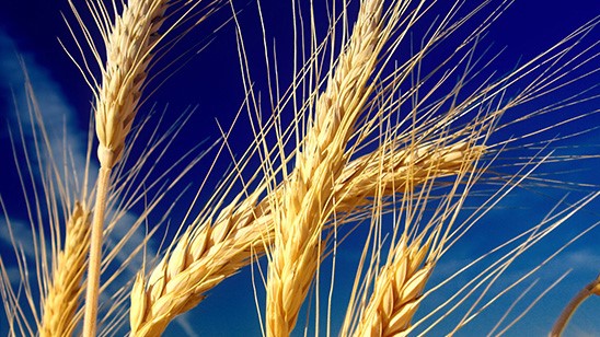 Marché des céréales : Suppression des droits d’importation sur le blé tendre ?
