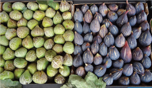 El Jadida-Ouled Frej : Culture du figuier ou quand qualité rime avec saveur El Jadida-Ouled Frej : Culture du figuier ou quand qualité rime avec saveur