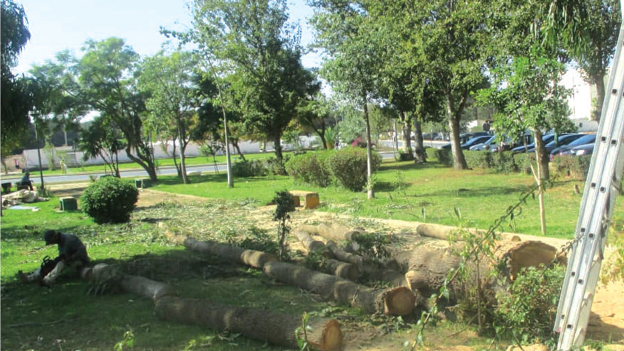 Kénitra : Mobilisation contre l’abattage massif des arbres