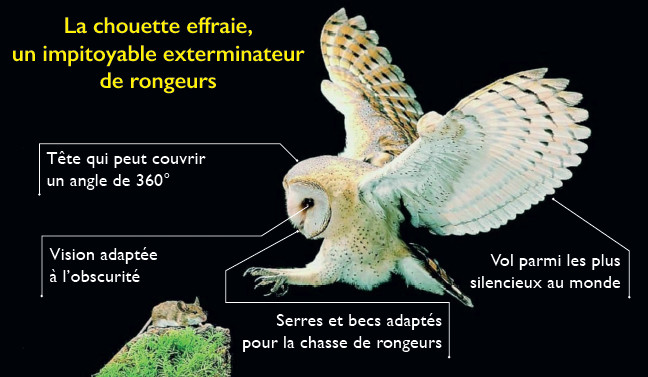 Lutte contre les nuisibles : Comme Israël, le Maroc recourt aux rapaces Lutte contre les nuisibles : Comme Israël, le Maroc recourt aux rapaces